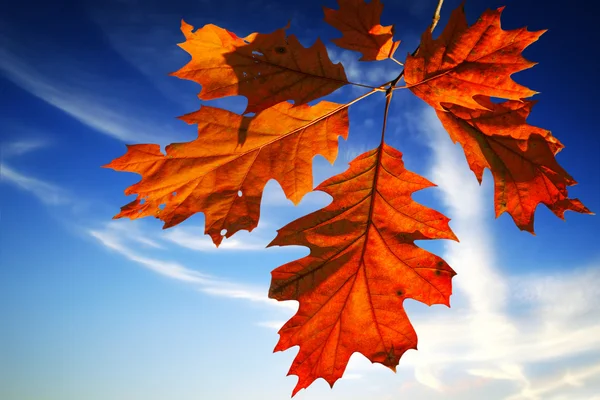 Herbstblätter am blauen Himmel — Stockfoto