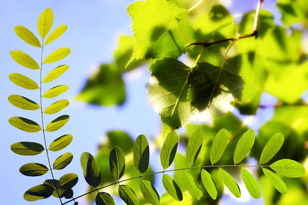 하늘을 배경으로 녹색 잎 — 스톡 사진