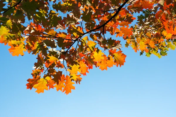 Javorový strom v podzimním lese — Stock fotografie