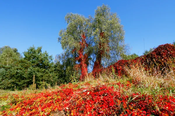 Яскраві кольори autumnal — стокове фото