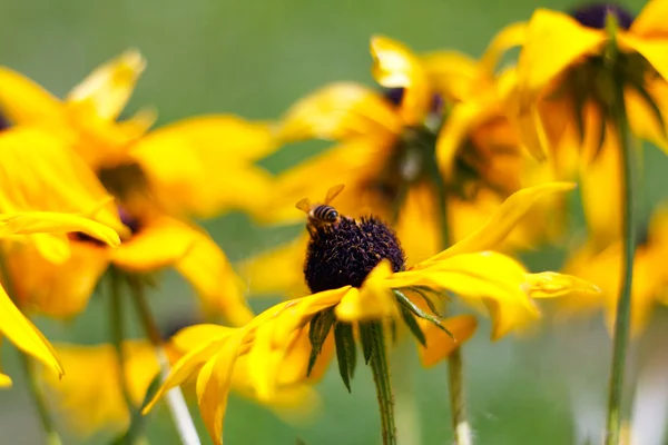 黄色的花，选择性焦点 — 图库照片