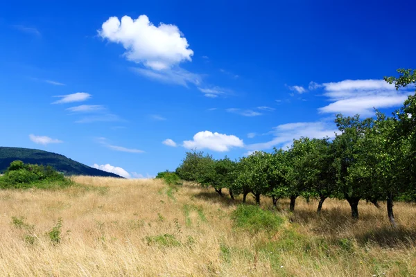 Berg boomgaard op blauwe hemel — Stockfoto