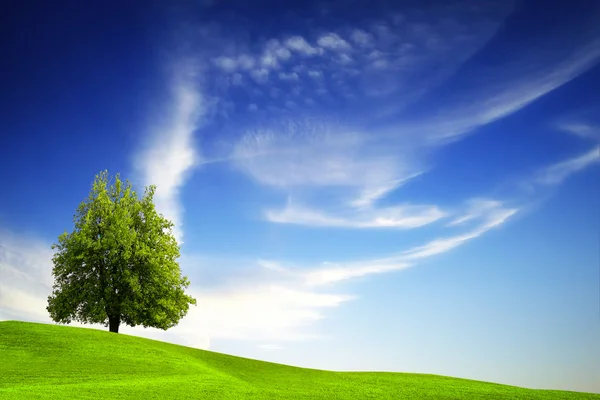 Árvore verde no céu azul — Fotografia de Stock
