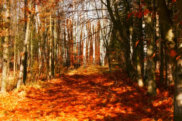 Őszi színek a parkban — Stock Fotó