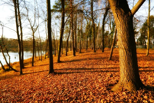 Beautiful Autumnal Park — Stock Photo, Image