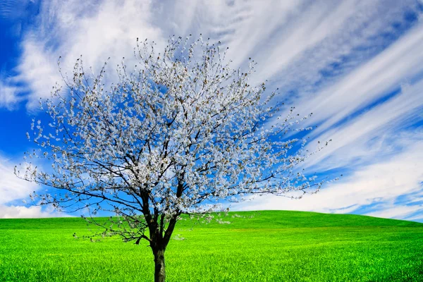 Çiçek açan Ağaç — Stok fotoğraf