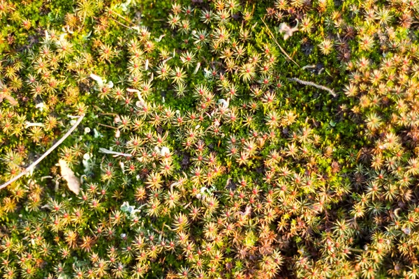 Vilda gräs — Stockfoto