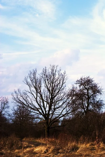 Árvores — Fotografia de Stock