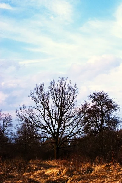 Árvores — Fotografia de Stock