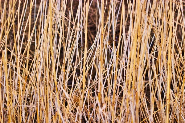 Divoká tráva — Stock fotografie