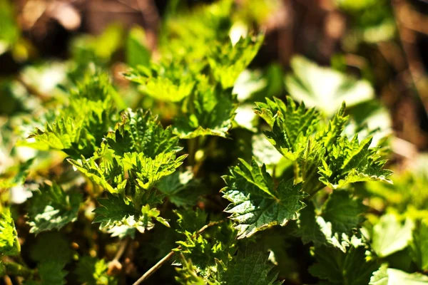 stock image Wild grass