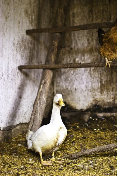 鸭鸭 — 图库照片