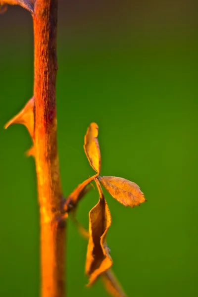 Planta silvestre — Foto de Stock