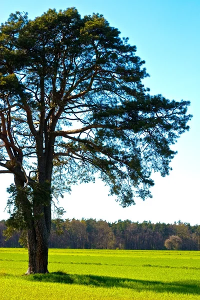 stock image Trees