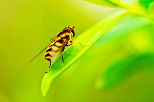 Insekten — Stockfoto