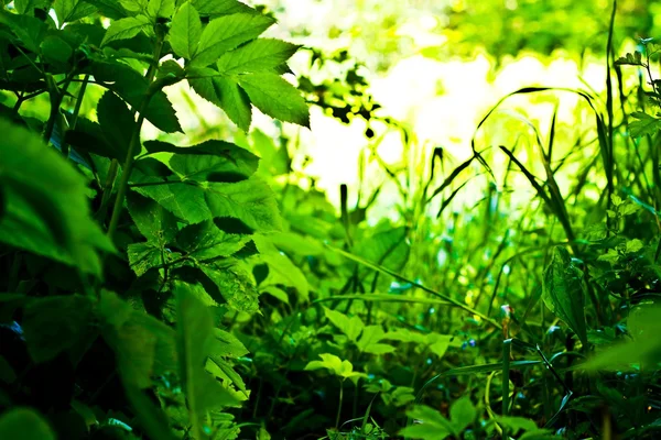 Planta selvagem — Fotografia de Stock