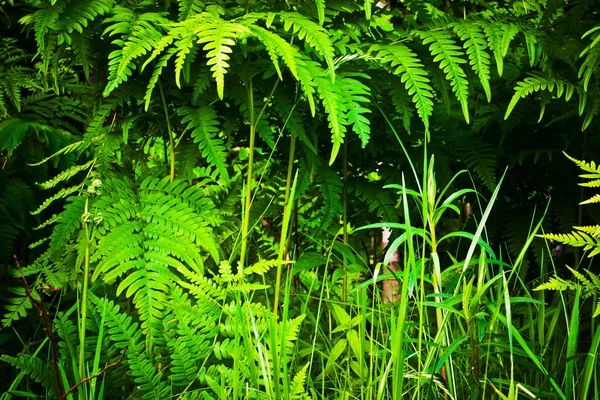 Plantă sălbatică — Fotografie, imagine de stoc