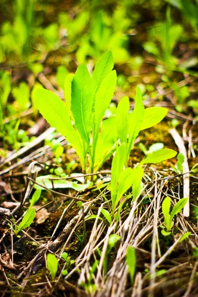 Planta selvagem — Fotografia de Stock