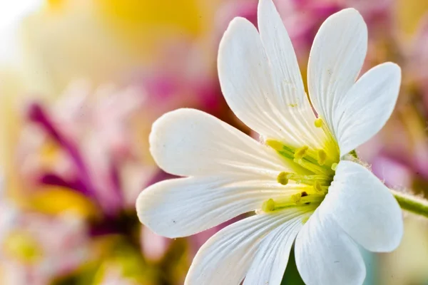 stock image Flowers