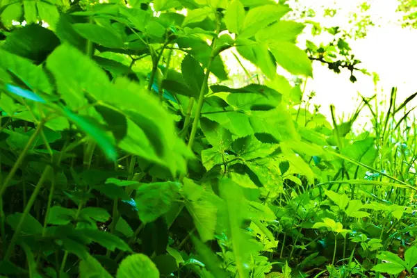 Wild plant — Stock Photo, Image