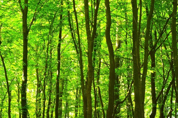 Stromy — Stock fotografie