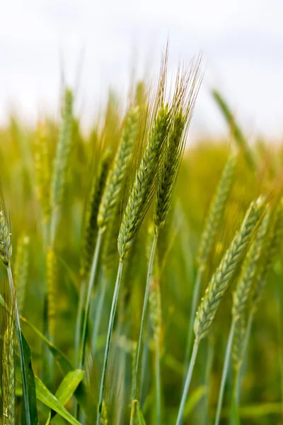 stock image Wheat