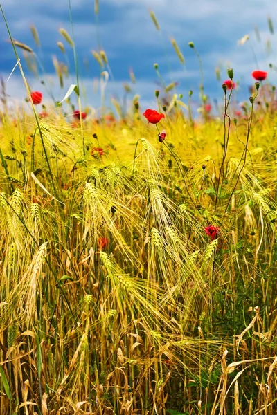 stock image Wheat