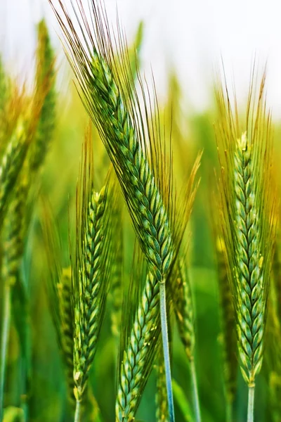 stock image Wheat