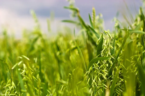 stock image Wheat