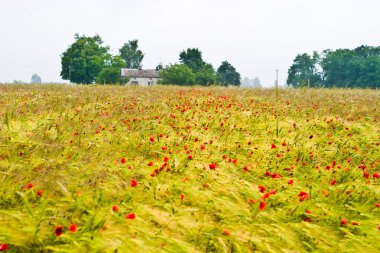 buğday