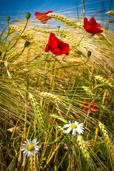 stock image Wheat