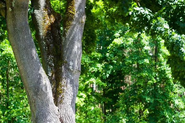 stock image Trees