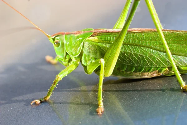 Insect — Stockfoto