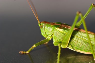 Böcek