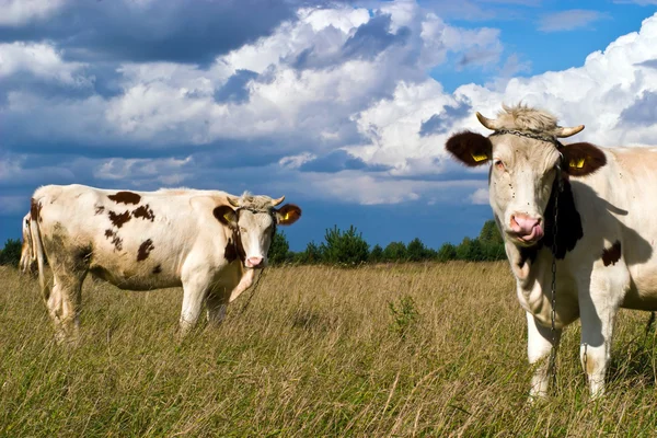 Koe op veld — Stockfoto