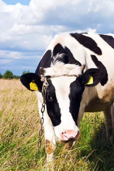 Коровы на поле — стоковое фото