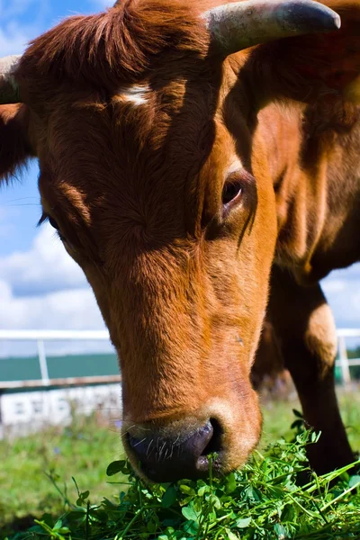 Ko på fältet — Stockfoto