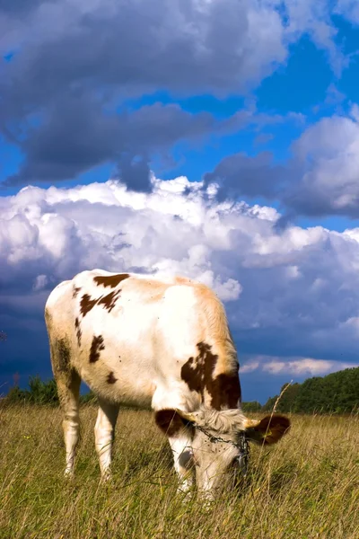 Vache sur le terrain — Photo