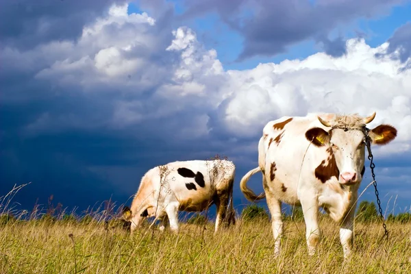 Корови на полі — стокове фото
