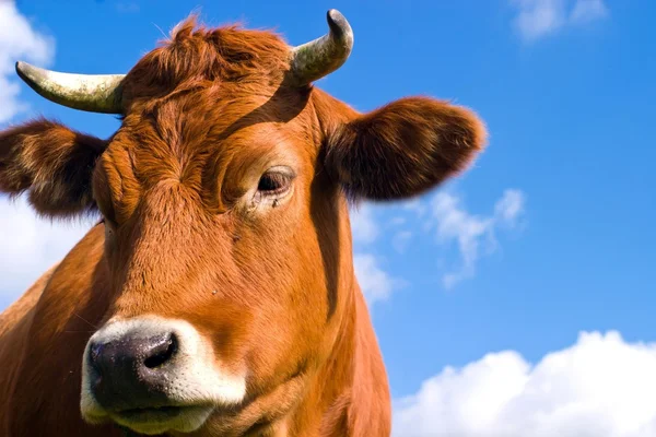Cow on field — Stock Photo, Image