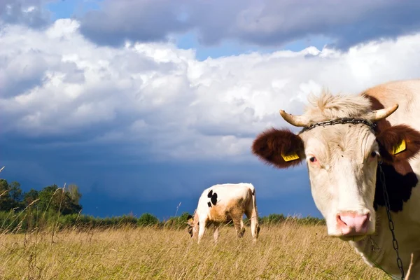 Krávy na hřišti — Stock fotografie