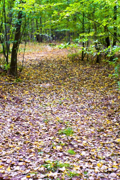 Ağaçlar — Stok fotoğraf