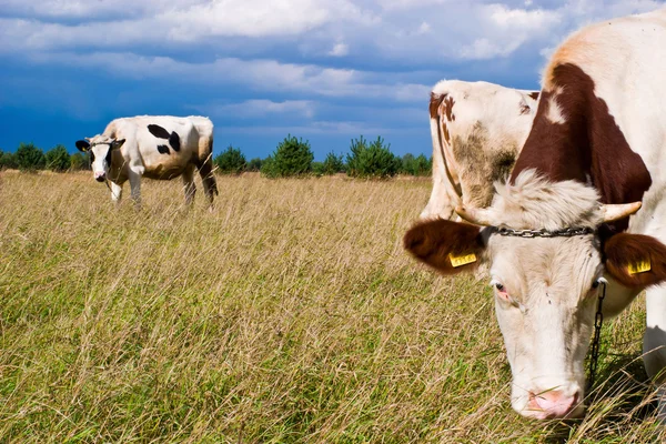 Корова на поле — стоковое фото