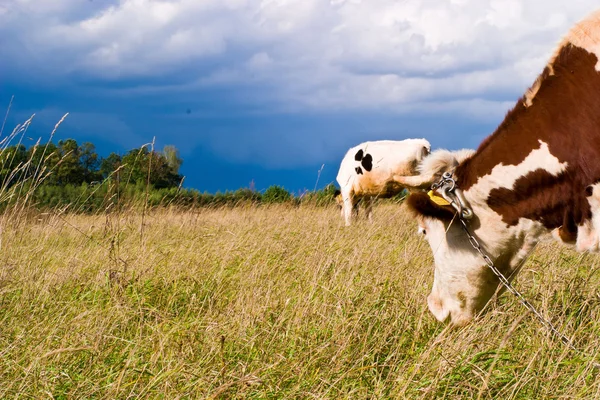 Vache sur le terrain — Photo