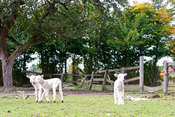 stock image Sheep