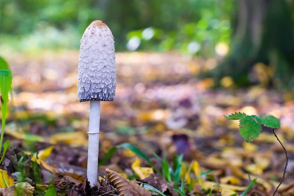 stock image Mushroom