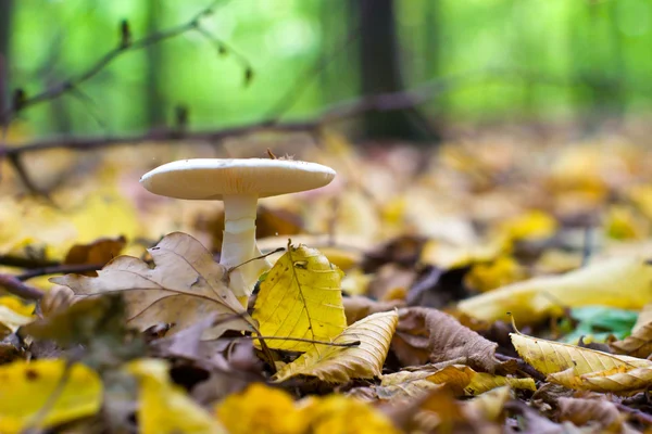 stock image Mushroom