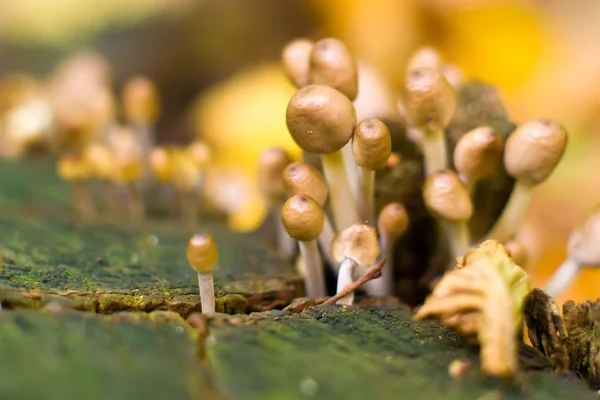 Stock image Mushroom