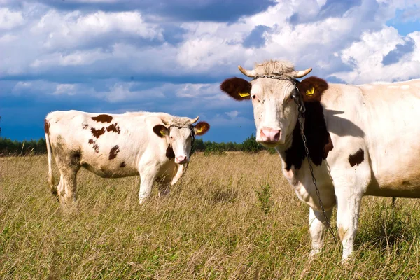 Kühe auf dem Feld — Stockfoto
