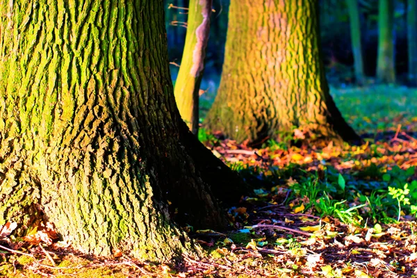 stock image Trees